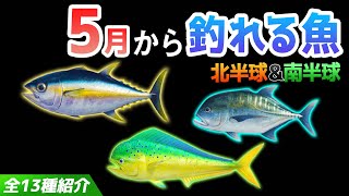 【あつ森】5月から釣れる魚を全て紹介！魚影や出現時間・場所・値段・釣り方のコツも解説！シイラやロウニンアジ、マグロなどレアな魚が登場！【あつまれどうぶつの森　5月の魚図鑑コンプリート】