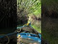 Highlight of Pichavaram Mangrove Forest | World's 2nd Largest Mangrove | A Day Trip From Pondicherry