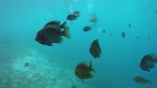 Vortex Springs Certification Dive [4k Footage]