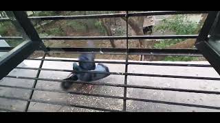 The  Pigeons fight scared  the Parrots !! !😱😱!#Parrots #pigeon#birds#nature#youtube