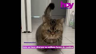 El gato salchicha que se hizo viral