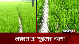 বগুড়ায় এবার আমন ধানের বাম্পার ফলন | Bogra News | Paddy farming | News24