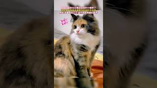 猫咪——整个猫咪界最会化妆的小猫咪！！好漂亮！#funny #animal #cute #pet