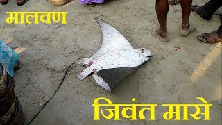 Alive fishes at Malvan fish market | fresh fishes | जिवंत मासे