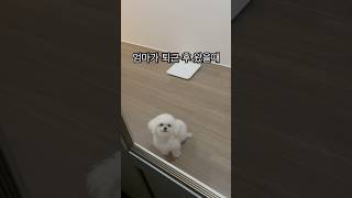 #엄마 가 #퇴근  후 #현관문 에 서있을때 #강아지 #minibichon #귀여운 #dog #cute #daily #shorts #short #reels #vlog #미니비숑