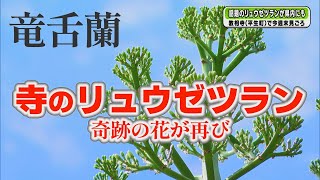 【リュウゼツラン】奇跡の花が再び！寺で開花間近