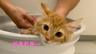 生まれて初めてのシャンプーで大乱闘？！と思いきや子猫がお利口すぎて驚かされました【短足マンチカン】