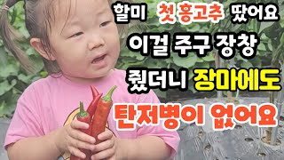 이걸 주구장창 줬더니 탄저병없이 홍고추땄어요 장마에도 고추는 익어간다 천연농약만으로도 탄저병예방된다 #고추탄저병예방