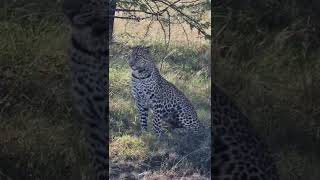 #Wildlife Sightings Today 10/04/22 (Lions, Leopard, etc) | Lalashe Maasai Mara | #shortsafrica