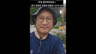 푸른 블루베리농장( 경기도 양평군 양동면 양동로 1619-107)