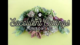 Succulent Cuttings Unboxing Haul #1 / Succulent Plants / Succulent Garden