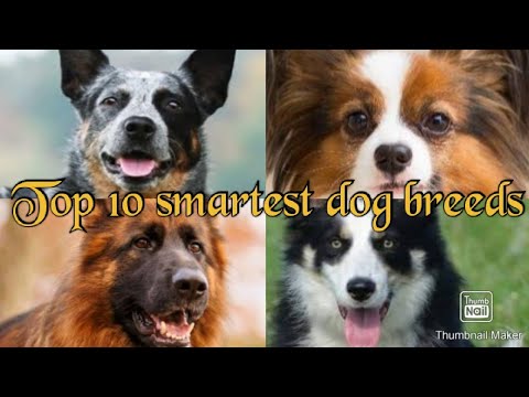 Top 10 Smartest Dog Breeds In The World | @animallovernaitik - YouTube