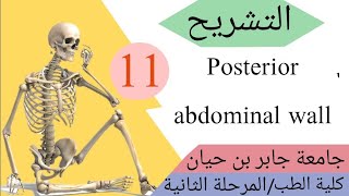 التشريح /المحاضرة الحادي عشر /posterior abdominal wall