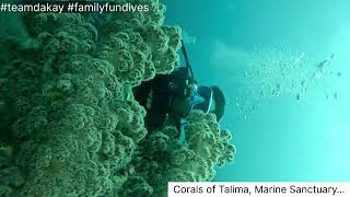 Talima Dive - December 2024