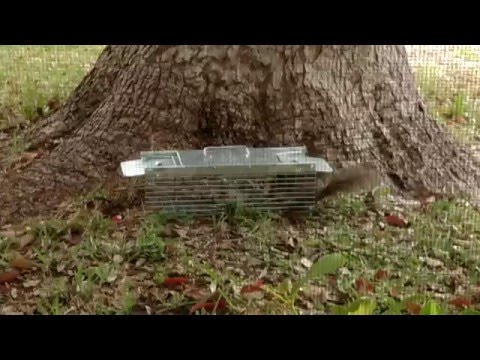 Havahart 1025 Two-Door Cage Trap -- On Squirrels Havahart 1025 Two-Door Cage Trap -- On Squirrels