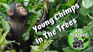 Is This The Best Chimpanzee Zoo In The World?