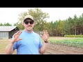 THE BEST ONION GROWING TIPS for Any Skill Level!