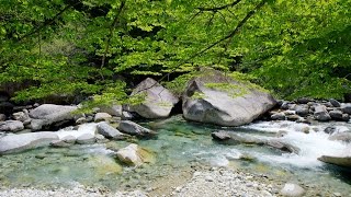 [ 4K Ultra HD ] 新緑の渓流（柿其渓谷＆阿寺渓谷） Fresh Green Season of Mountain Stream (Shot on RED EPIC)