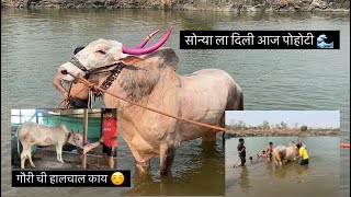 सोन्या ला  दिली आज पोहोटी | गौरी ची हालचाल काय | #sonarpadyachasonya #sonya5050 #jayeshpatil5050