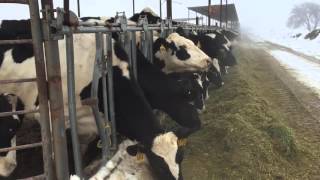 New Mexico dairy producers: It's been a tough few days