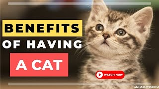 Health Benefits Of Owning A CAT! (Why having a cat makes you happier!)