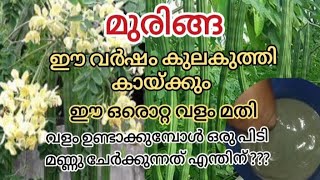 മുരിങ്ങ പൂക്കളെല്ലാം കായയായി മാറാൻ ഒരു ഉഗ്രൻവളം / Drum Stick cultivation / Muringa Krishi Malayalam