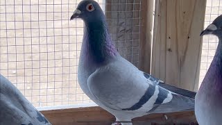 2025 Racing Pigeon Breeding Update! (Also New Loft!)