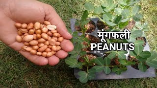 Grow Peanuts at home | घर पर मूंगफली उगाएं आसानी से,