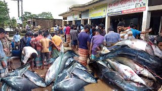 হাকালুকি হাওর থেকে ধরা হচ্ছে কোটি কোটি টাকার বড় বড় মাছ বিক্রয় হচ্ছে হাকালুকি বাজারে #hakaluki TV