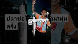 ปลาช่อนใหญ่คลองประเวศบุรีรมย์ #ตกปลาช่อน#ตกปลา#ตกปลาหล้าดิน#fishing