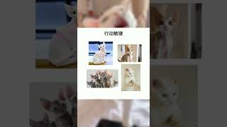 你对德文卷毛猫了解多少#萌宠#猫#喵星人#猫咪#德文卷毛猫#科普知识