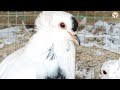 fancy pigeon business fancy pigeon for sale swallow pigeon and cherry swallow pigeon pigeon