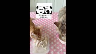 二只猫咪一个月吃了近20斤猫粮，果然橘猫都是潜力股，太能吃了 #001