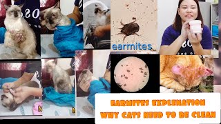 my cats bathing day.( ear mites explanation why cats need to be clean)