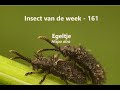 Insect van de Week 161: Egeltje