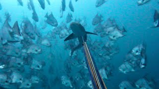 Spearfishing CUTOFF OIL RIGS for COBIA \u0026 SNAPPER then Caught in a STORM !!! Catch Clean Cook!