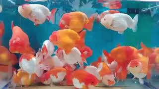 물롬 통도사점💥Kamon goldfish Ranchu