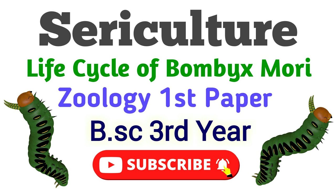 Sericulture B.sc 3rd Year Zoology 1st Paper Life Cycle Of Bomboyx Mori ...