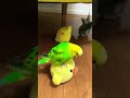 あぁ男の子って… オカメインコ セキセイインコ 男子 キイロイトリ お尻フリフリ選手権 shorts