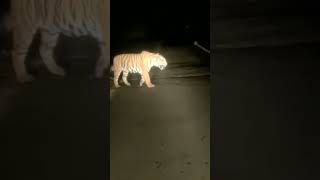 🐅 Tiger Crossing the Road in forest #shorts  #forest #hills #tiger #tigerreserve #tigers