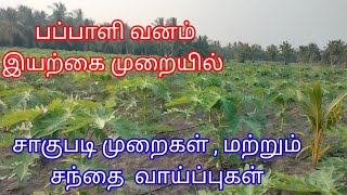 @deejayfarming8335பப்பாளி வனம், இயற்கை முறையில்.