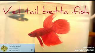 new veil tail betta breeding first step female and male/fighter fish