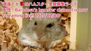 薔薇です🌹のハムスター里親募集ライブ配信！Baradesu's hamster channel is now streaming live! #薔薇です🌹 #baradesu 2025/02/08