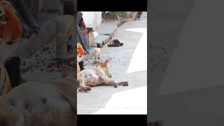 😂🐕🐯Prank Dog with Fake Tiger So Funny Dogs Prank Try To Stop Laugh 2023 #shorts 🐕