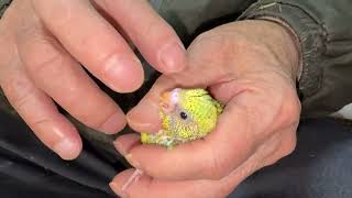 ハルクイン似たイエローパイド　セキセイインコ