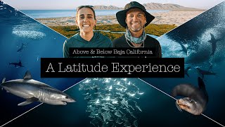Above & Below Baja California - A Latitude Encounter (Marlins, Sea Lion,  Baitba