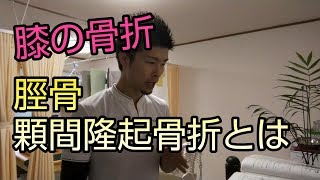 【プチセミナー】脛骨顆間隆起骨折とは　【舞鶴市　かわはら接骨院】