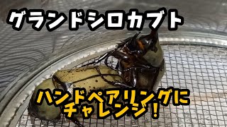 グラントシロカブトのハンドペアリング＆産卵セットやっていきます！