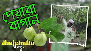 ভিমরুলির ভাসমান পেয়ারা বাজার - Vasoman Peyara Bazar - the biggest floating guava market - jhalokathi