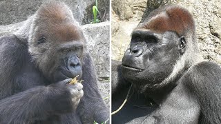 モンタとローラ　のんびりご飯　千葉市動物公園　ニシゴリラ　202105